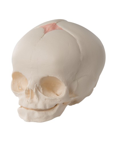 Foetal Skull Model, natural cast, 30th week of pregnancy